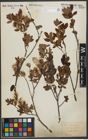 Foto von Salix myrtilloides L.